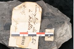 Foto (Detailansicht) von Taeniopteris muensteri Goeppert (NHMW-GEO-2024-0188-10491)